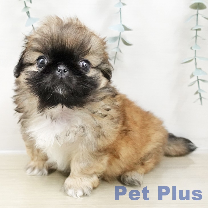 東京都のペキニーズ (ペットプラス アクアシティお台場店/2025年10月28日生まれ/女の子/フォーンホワイト)の子犬の1枚目の画像