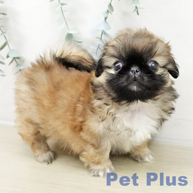 東京都のペキニーズ (ペットプラス アクアシティお台場店/2025年10月28日生まれ/女の子/フォーンホワイト)の子犬の2枚目の画像