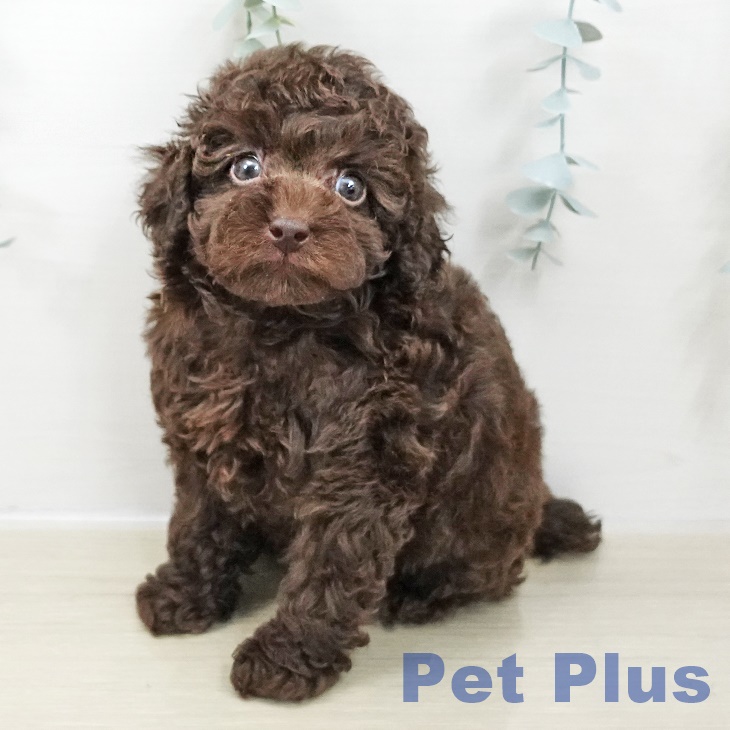 東京都のトイプードル(トイ) (ペットプラス 日の出店/2025年10月28日生まれ/男の子/ブラウン)の子犬の1枚目の画像