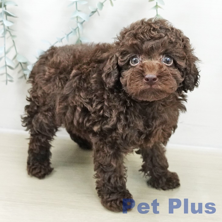 東京都のトイプードル(トイ) (ペットプラス 日の出店/2025年10月28日生まれ/男の子/ブラウン)の子犬の2枚目の画像