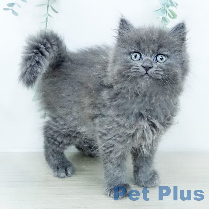 東京都のミヌエット (ペットプラス 立川高島屋S.C.店/2025年10月23日生まれ/男の子/ブルー)の子猫の1枚目の画像