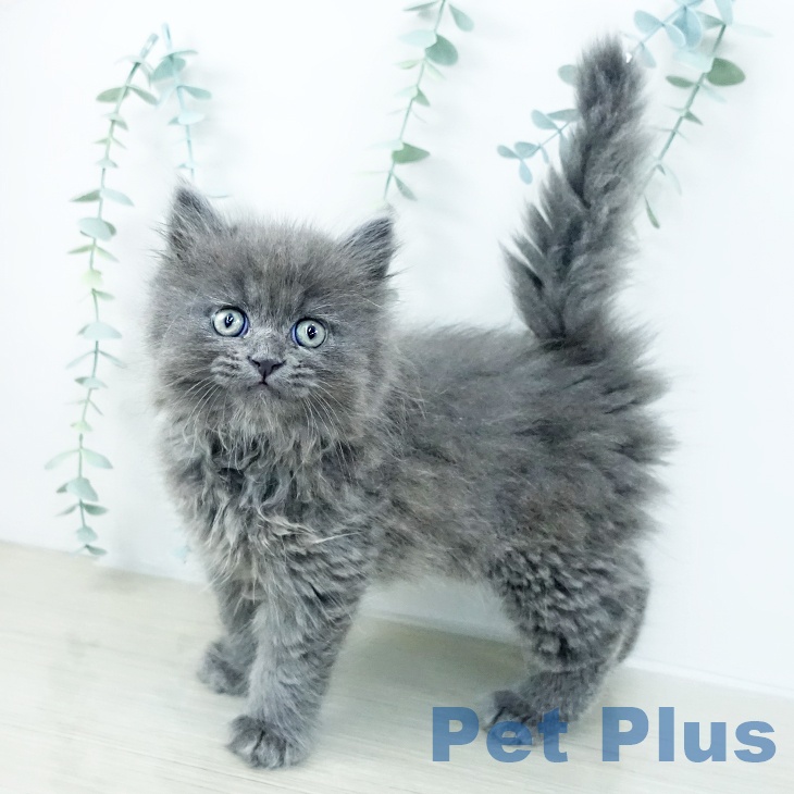 東京都のミヌエット (ペットプラス 立川高島屋S.C.店/2025年10月23日生まれ/男の子/ブルー)の子猫の2枚目の画像