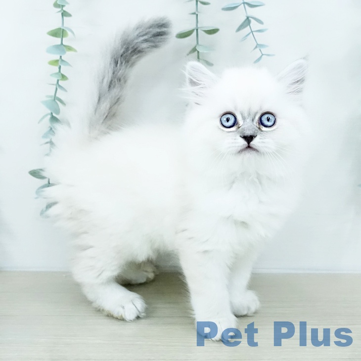 埼玉県のミヌエット (ペットプラス コクーンシティ店/2025年10月24日生まれ/男の子/ブルーポイント)の子猫の1枚目の画像