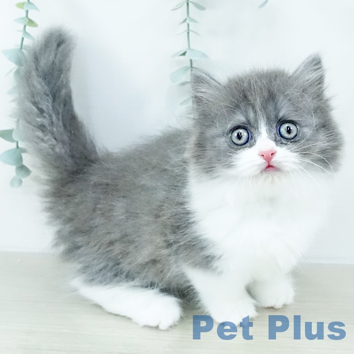 茨城県のミヌエット (ペットプラス つくば店/2025年10月24日生まれ/男の子/ブルータビーホワイト)の子猫の1枚目の画像