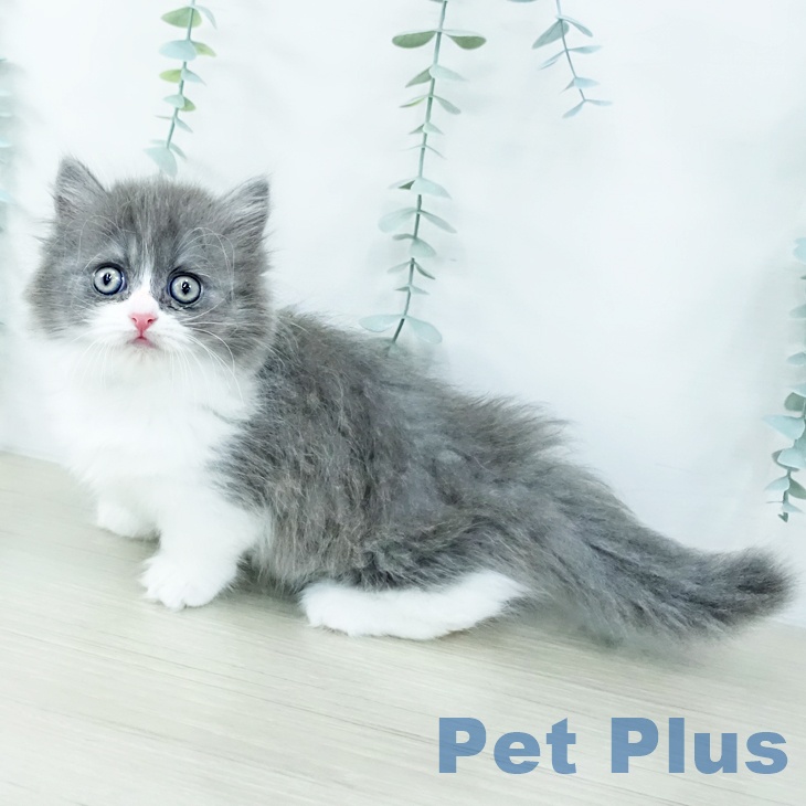 茨城県のミヌエット (ペットプラス つくば店/2025年10月24日生まれ/男の子/ブルータビーホワイト)の子猫の2枚目の画像