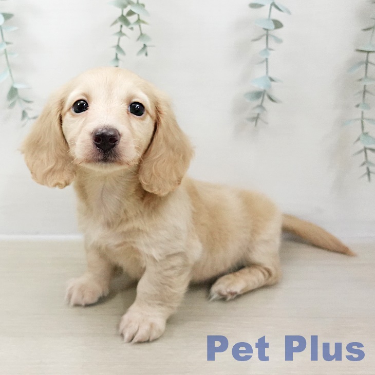 東京都のカニンヘンダックスフンド(ロング) (ペットプラス むさし村山店/2025年10月28日生まれ/女の子/イエロー)の子犬の1枚目の画像