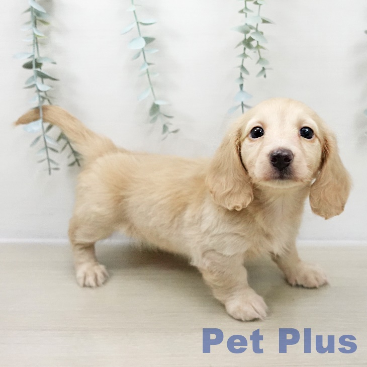 東京都のカニンヘンダックスフンド(ロング) (ペットプラス むさし村山店/2025年10月28日生まれ/女の子/イエロー)の子犬の2枚目の画像