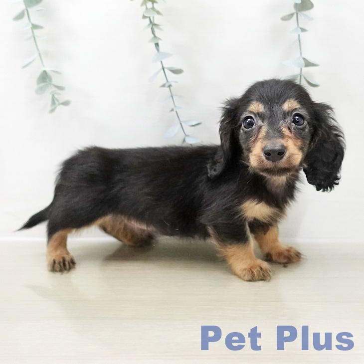 神奈川県のカニンヘンダックスフンド(ロング) (ペットプラス 湘南平塚店/2025年10月30日生まれ/男の子/ブラックタン)の子犬の1枚目の画像