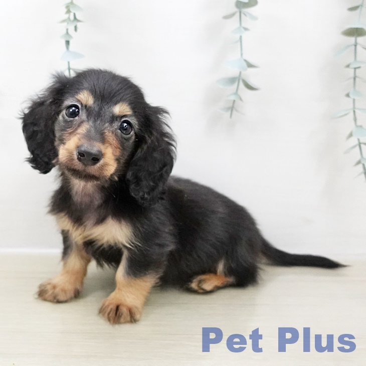 神奈川県のカニンヘンダックスフンド(ロング) (ペットプラス 湘南平塚店/2025年10月30日生まれ/男の子/ブラックタン)の子犬の2枚目の画像