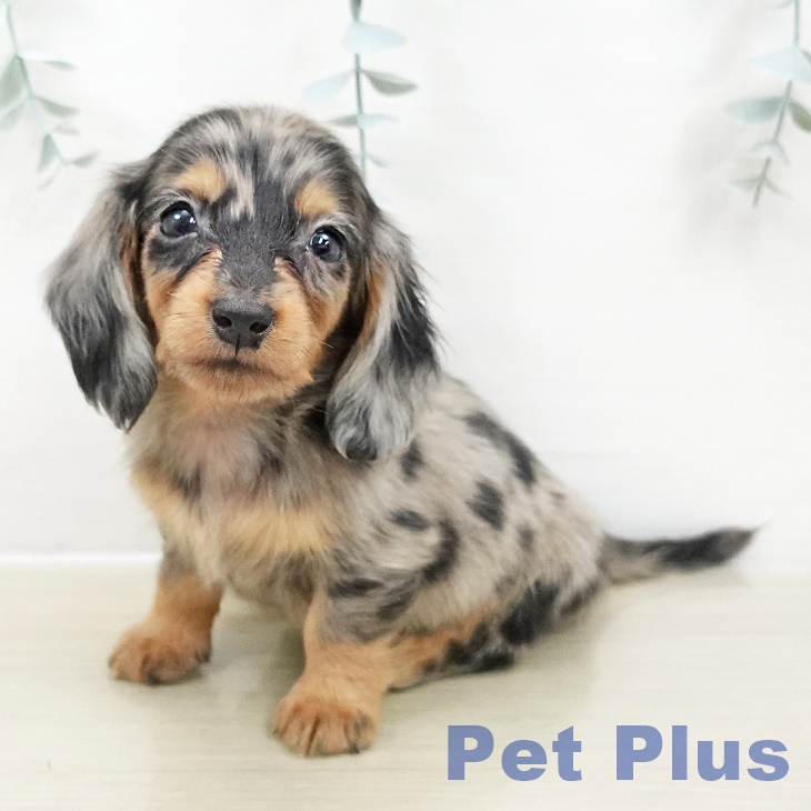 埼玉県のカニンヘンダックスフンド(ロング) (ペットプラス ららぽーと新三郷店/2025年10月30日生まれ/男の子/シルバーダップル)の子犬の1枚目の画像