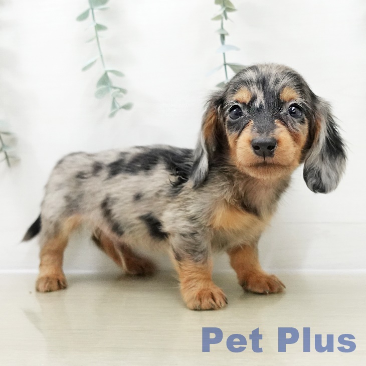 埼玉県のカニンヘンダックスフンド(ロング) (ペットプラス ららぽーと新三郷店/2025年10月30日生まれ/男の子/シルバーダップル)の子犬の2枚目の画像