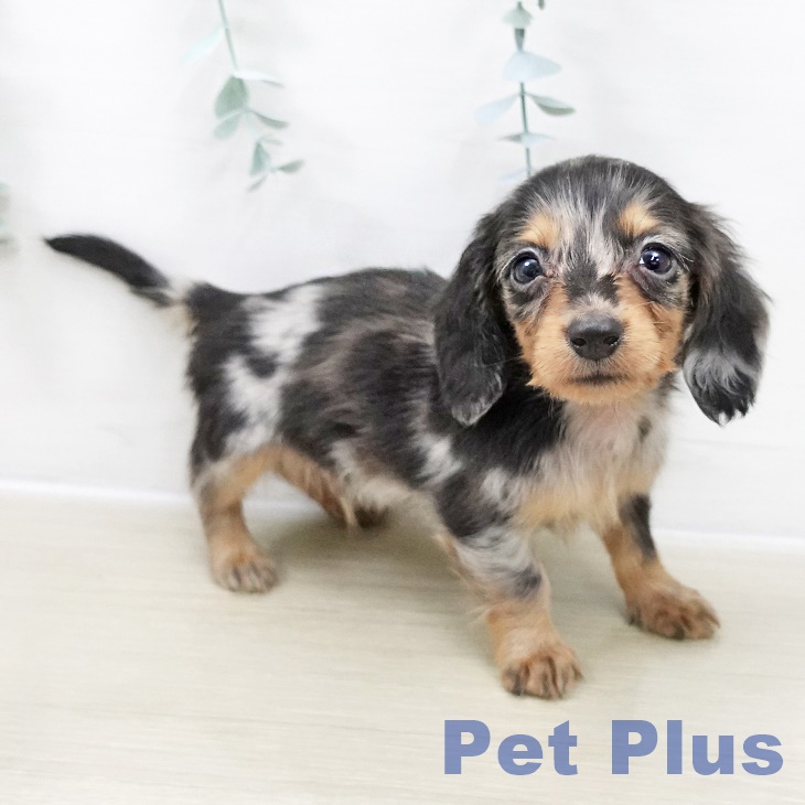 埼玉県のカニンヘンダックスフンド(ロング) (ペットプラス 浦和美園店/2025年10月30日生まれ/男の子/シルバーダップル)の子犬の1枚目の画像