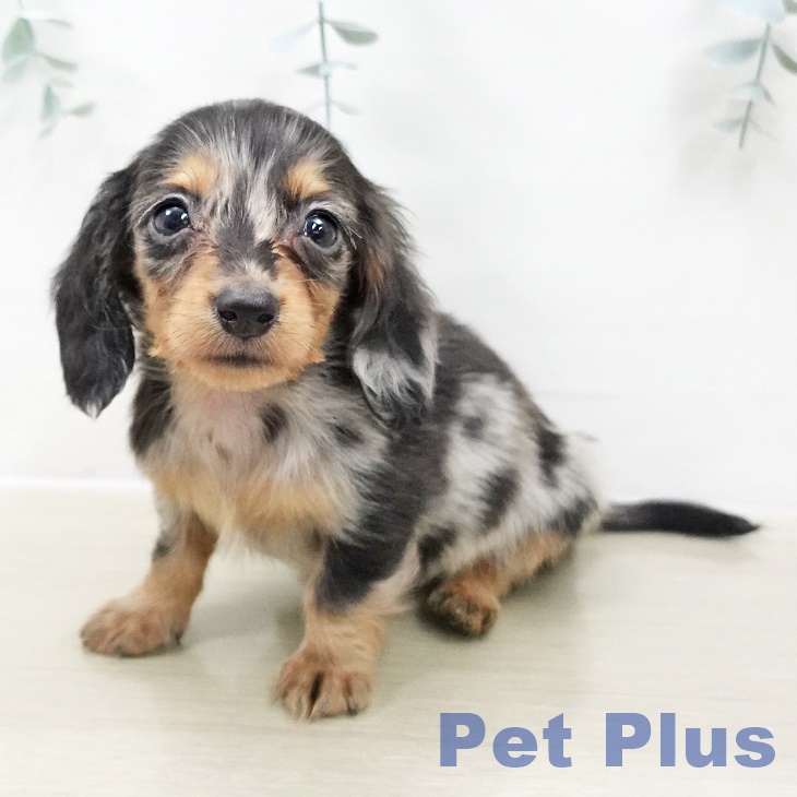 埼玉県のカニンヘンダックスフンド(ロング) (ペットプラス 浦和美園店/2025年10月30日生まれ/男の子/シルバーダップル)の子犬の2枚目の画像