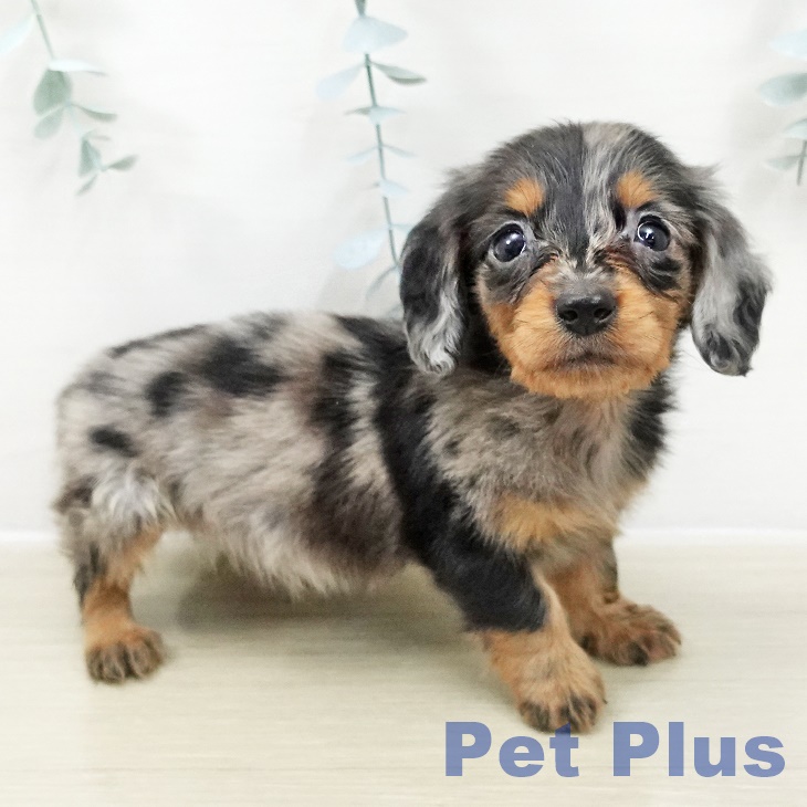 埼玉県のカニンヘンダックスフンド(ロング) (ペットプラス ピオニウォーク東松山店/2025年10月30日生まれ/男の子/シルバーダップル)の子犬の2枚目の画像