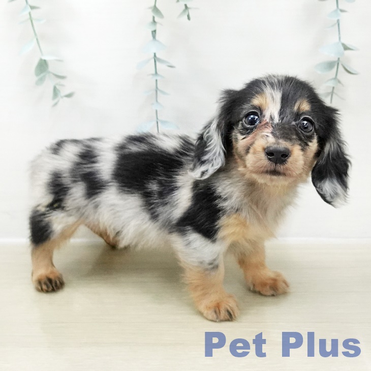 東京都のカニンヘンダックスフンド(ロング) (ペットプラス アクアシティお台場店/2025年10月30日生まれ/女の子/シルバーダップル)の子犬の1枚目の画像