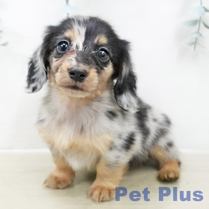 東京都のカニンヘンダックスフンド(ロング) (ペットプラス アクアシティお台場店/2025年10月30日生まれ/女の子/シルバーダップル)の子犬の2枚目の画像