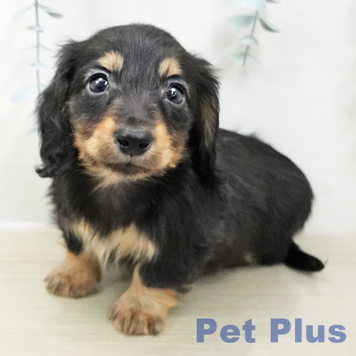 埼玉県のカニンヘンダックスフンド(ロング) (ペットプラス イオンモール春日部店/2025年10月28日生まれ/男の子/ブラックタン)の子犬の2枚目の画像