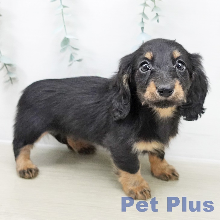 群馬県のカニンヘンダックスフンド(ロング) (ペットプラス 前橋店/2025年10月28日生まれ/男の子/ブラックタン)の子犬の1枚目の画像