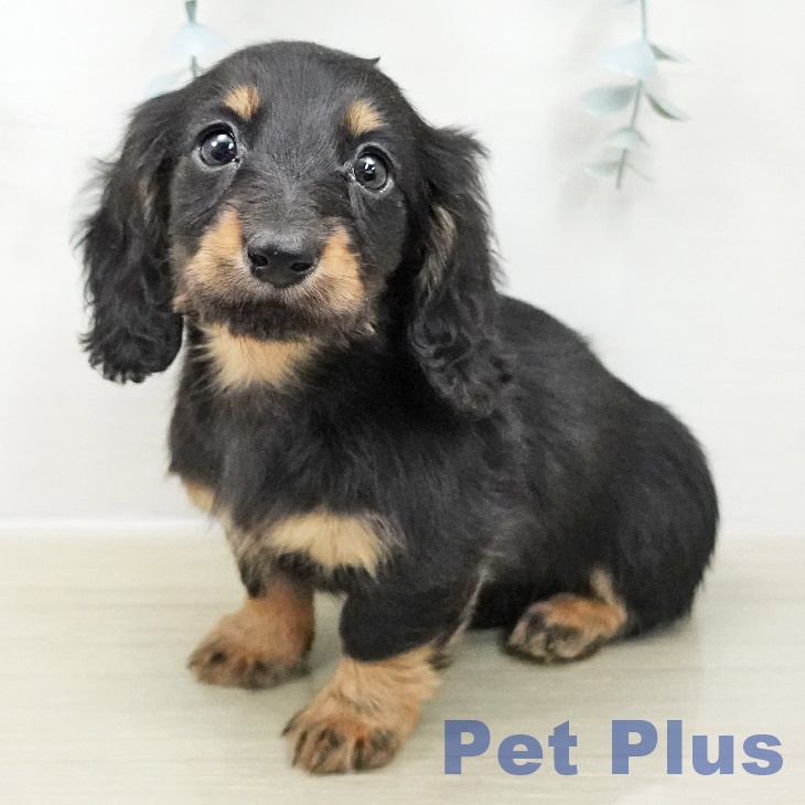 群馬県のカニンヘンダックスフンド(ロング) (ペットプラス 前橋店/2025年10月28日生まれ/男の子/ブラックタン)の子犬の2枚目の画像