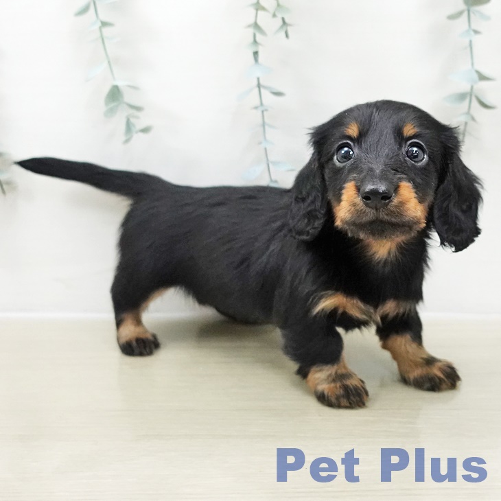 神奈川県のカニンヘンダックスフンド(ロング) (ペットプラス 武蔵小杉店/2025年10月28日生まれ/女の子/ブラックタン)の子犬の1枚目の画像