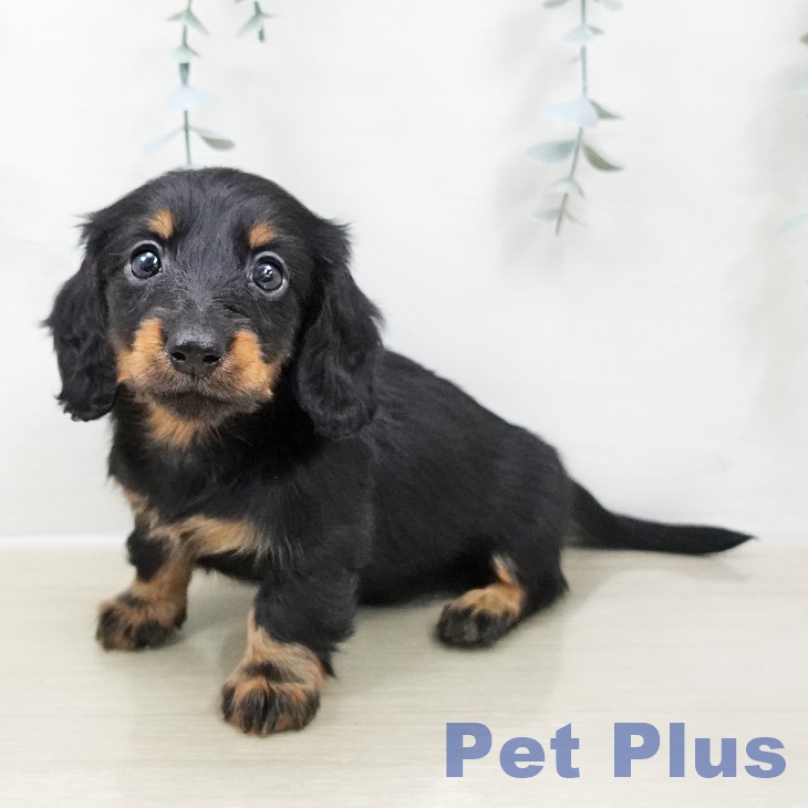 神奈川県のカニンヘンダックスフンド(ロング) (ペットプラス 武蔵小杉店/2025年10月28日生まれ/女の子/ブラックタン)の子犬の2枚目の画像