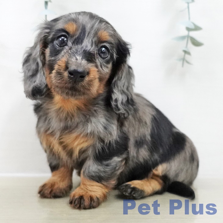 埼玉県のカニンヘンダックスフンド(ロング) (ペットプラス 羽生店/2025年10月28日生まれ/女の子/シルバーダップル)の子犬の1枚目の画像