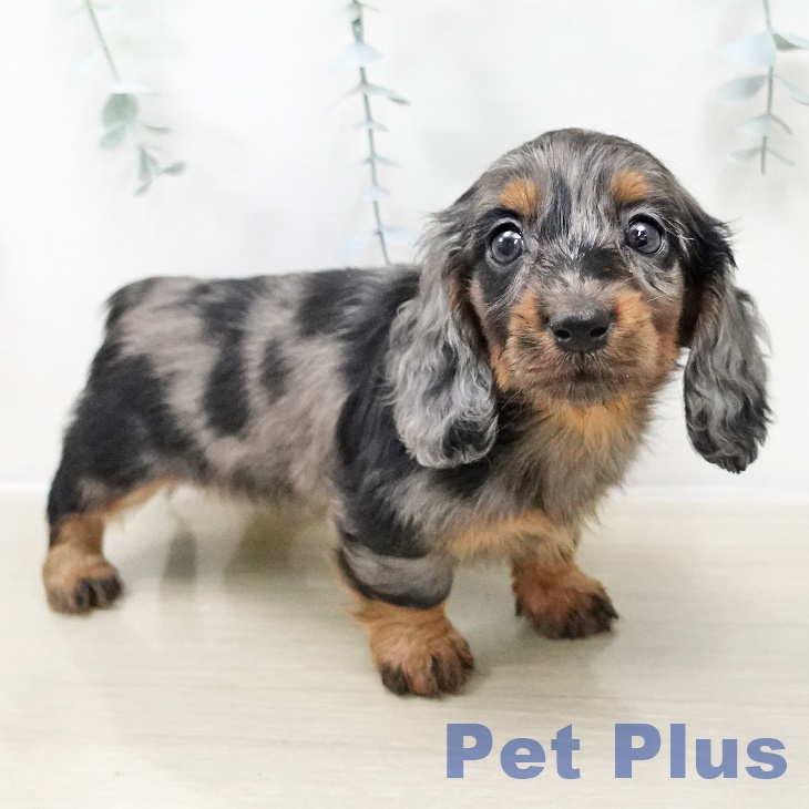 埼玉県のカニンヘンダックスフンド(ロング) (ペットプラス 羽生店/2025年10月28日生まれ/女の子/シルバーダップル)の子犬の2枚目の画像