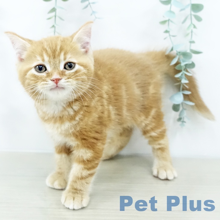 東京都のスコティッシュフォールド (ペッツワン 青梅インター店/2025年10月29日生まれ/男の子/レッドタビー)の子猫の1枚目の画像