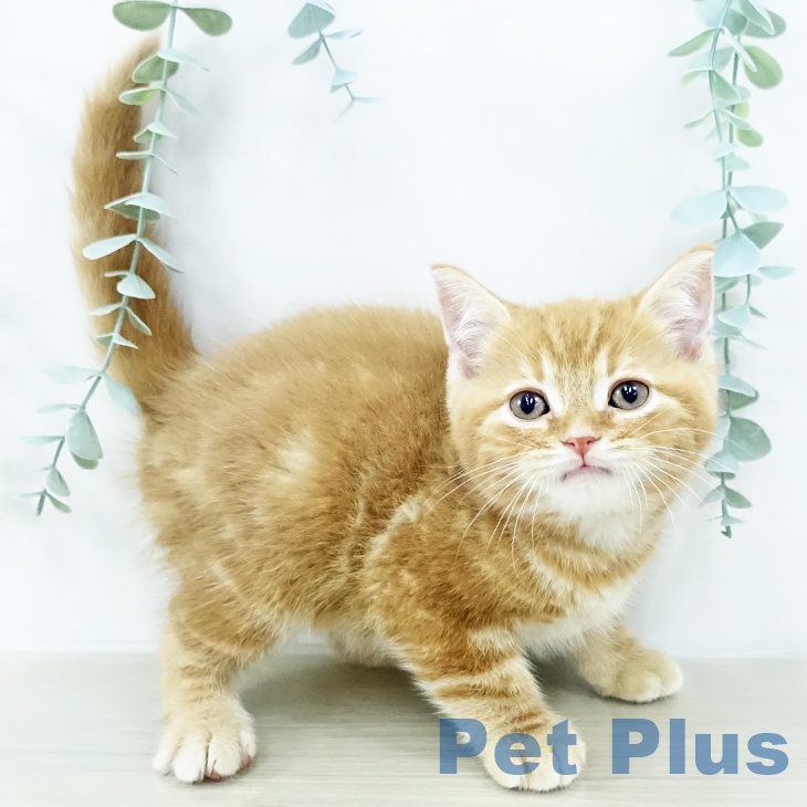 東京都のスコティッシュフォールド (ペッツワン 青梅インター店/2025年10月29日生まれ/男の子/レッドタビー)の子猫の2枚目の画像