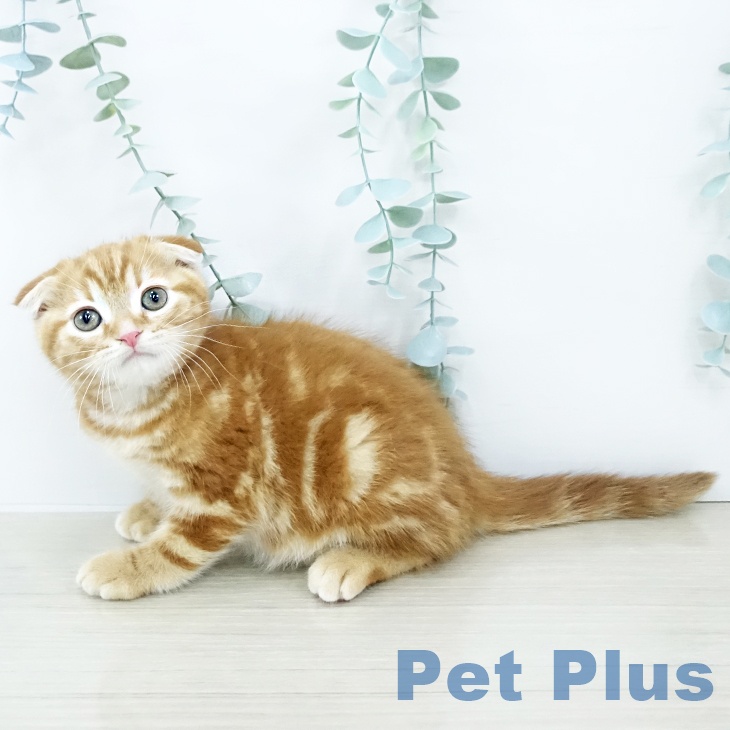 千葉県のスコティッシュフォールド (ペットプラス 八千代緑が丘店/2025年10月29日生まれ/男の子/レッドタビー)の子猫の1枚目の画像