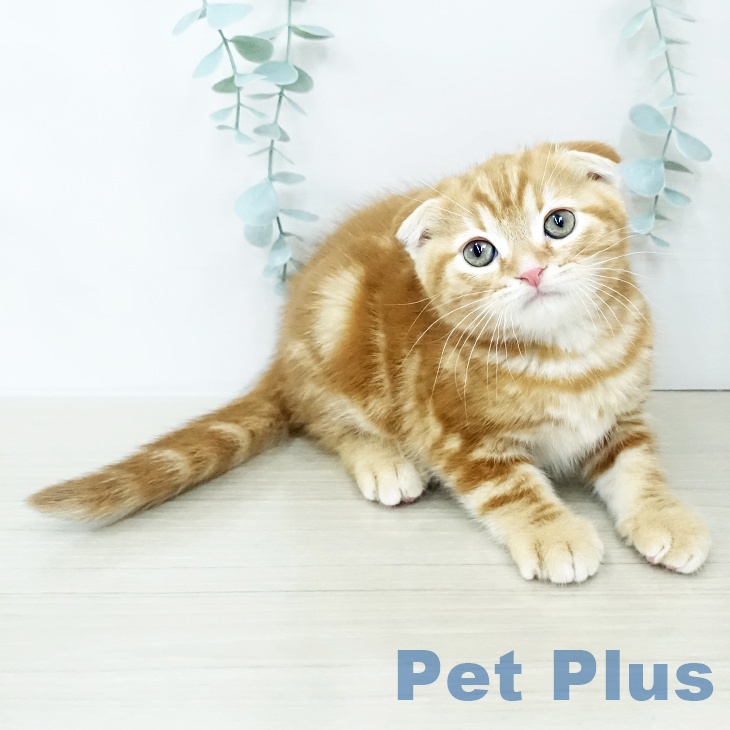 千葉県のスコティッシュフォールド (ペットプラス 八千代緑が丘店/2025年10月29日生まれ/男の子/レッドタビー)の子猫の2枚目の画像