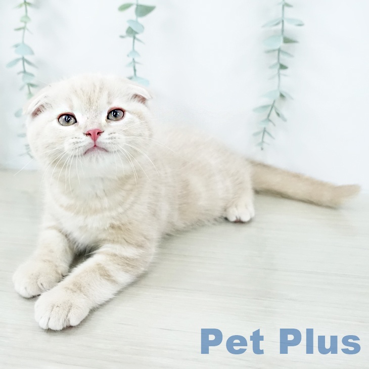 岩手県のスコティッシュフォールド (ペットプラス 盛岡南店/2025年10月29日生まれ/男の子/クリームタビー)の子猫の1枚目の画像