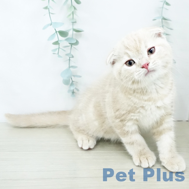 岩手県のスコティッシュフォールド (ペットプラス 盛岡南店/2025年10月29日生まれ/男の子/クリームタビー)の子猫の2枚目の画像