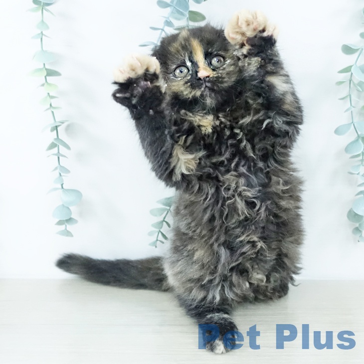 千葉県のスコティッシュフォールド (ペットプラス 木更津店/2025年10月29日生まれ/女の子/トーティーシェル)の子猫の1枚目の画像