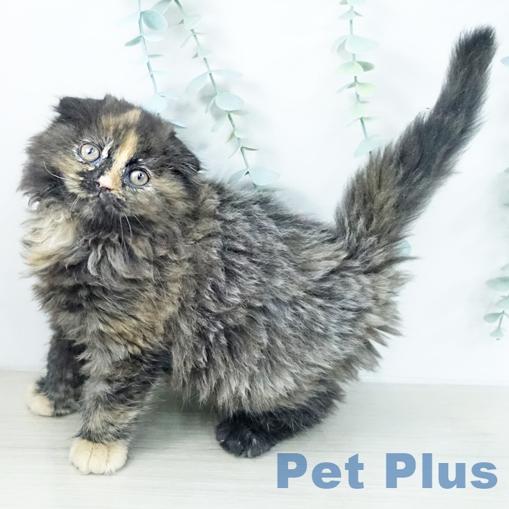 千葉県のスコティッシュフォールド (ペットプラス 木更津店/2025年10月29日生まれ/女の子/トーティーシェル)の子猫の2枚目の画像