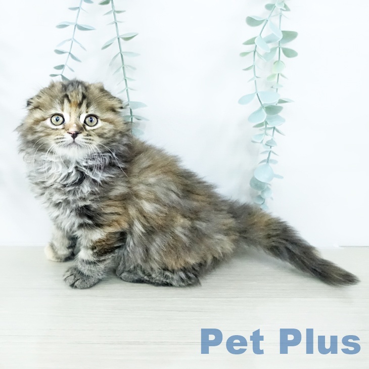 埼玉県のスコティッシュフォールド (ペッツワン 吉川美南店/2025年10月29日生まれ/女の子/ブラウンパッチドタビー)の子猫の1枚目の画像