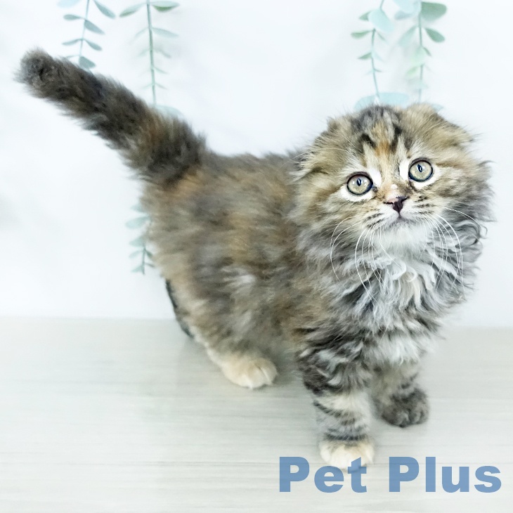 埼玉県のスコティッシュフォールド (ペッツワン 吉川美南店/2025年10月29日生まれ/女の子/ブラウンパッチドタビー)の子猫の2枚目の画像