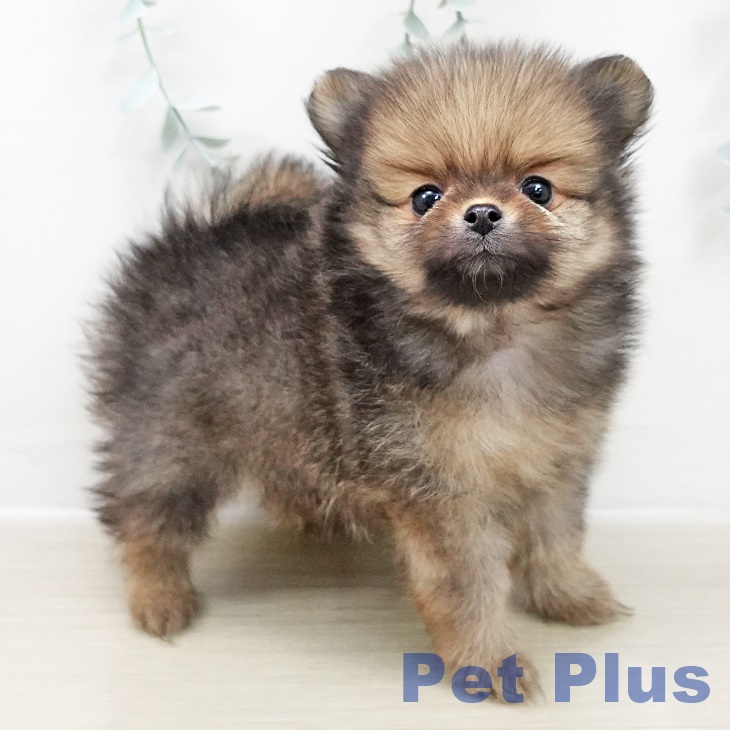 東京都のポメラニアン (ペットプラス 日の出店/2025年10月30日生まれ/男の子/オレンジセーブル)の子犬の1枚目の画像