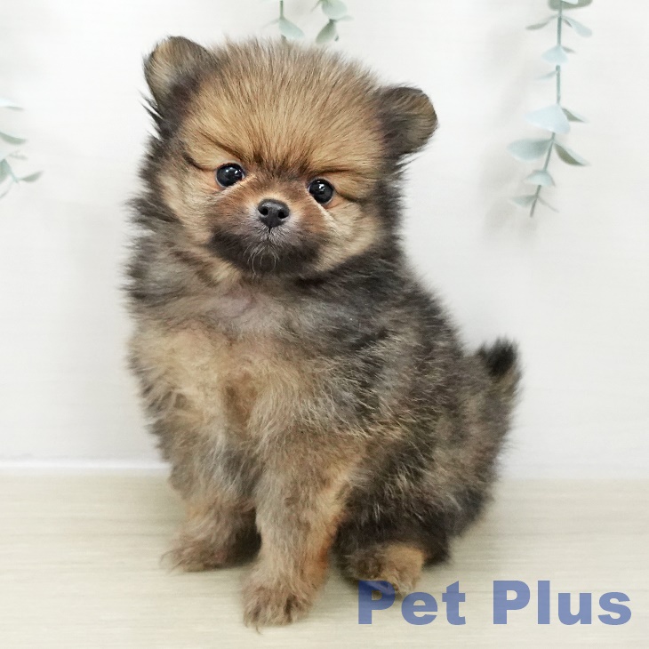 東京都のポメラニアン (ペットプラス 日の出店/2025年10月30日生まれ/男の子/オレンジセーブル)の子犬の2枚目の画像