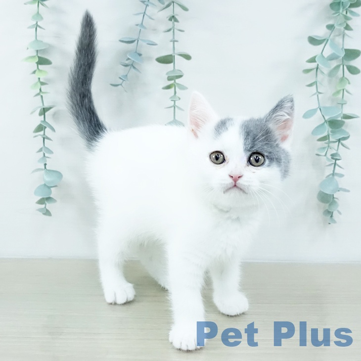 東京都のブリティッシュショートヘアー (ペットプラス 東久留米店/2025年10月30日生まれ/男の子/ブルーホワイト)の子猫の1枚目の画像
