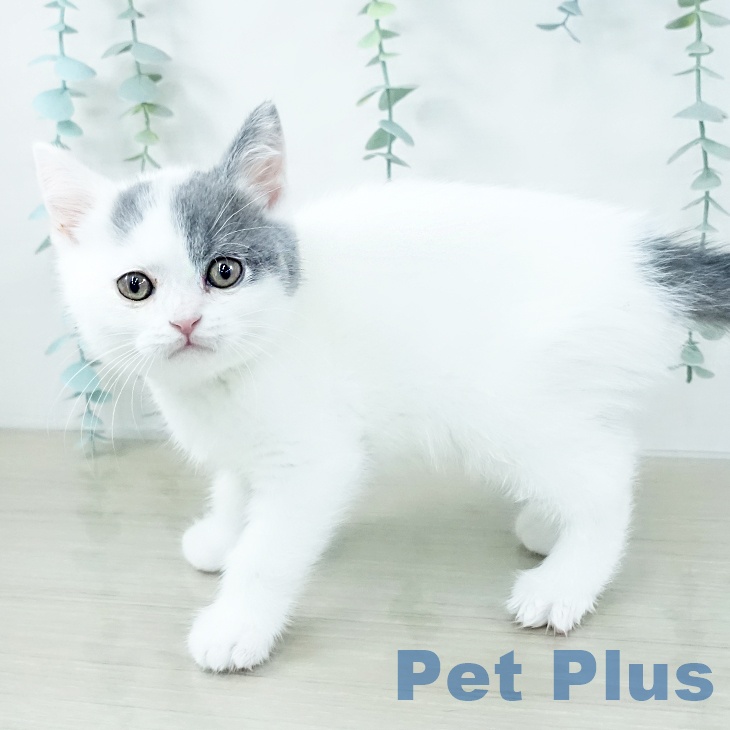 東京都のブリティッシュショートヘアー (ペットプラス 東久留米店/2025年10月30日生まれ/男の子/ブルーホワイト)の子猫の2枚目の画像