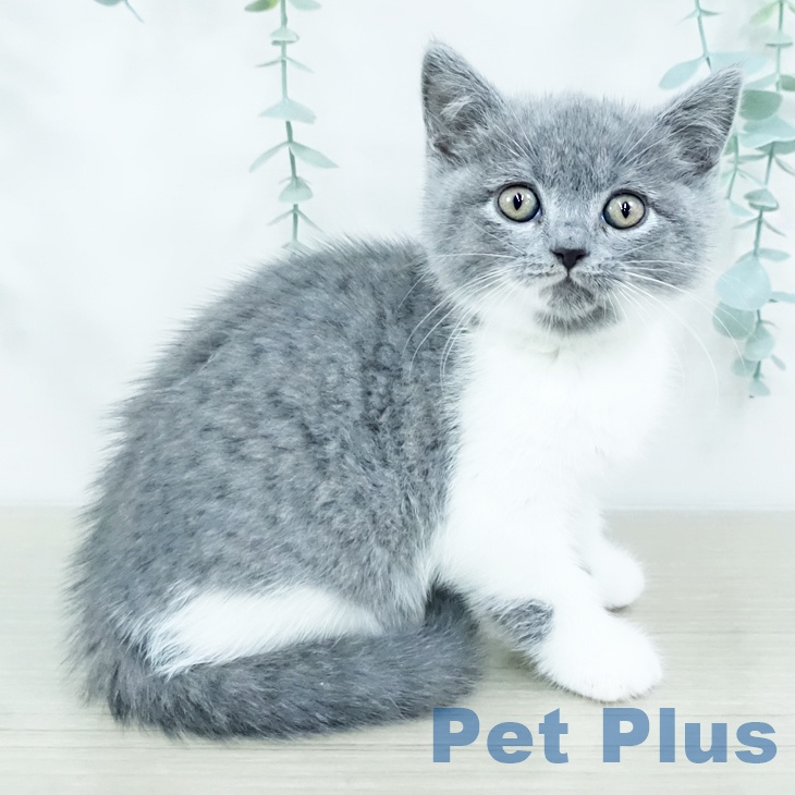 群馬県のブリティッシュショートヘアー (ペットプラス イオンモール太田店/2025年10月30日生まれ/女の子/ブルーホワイト)の子猫の1枚目の画像