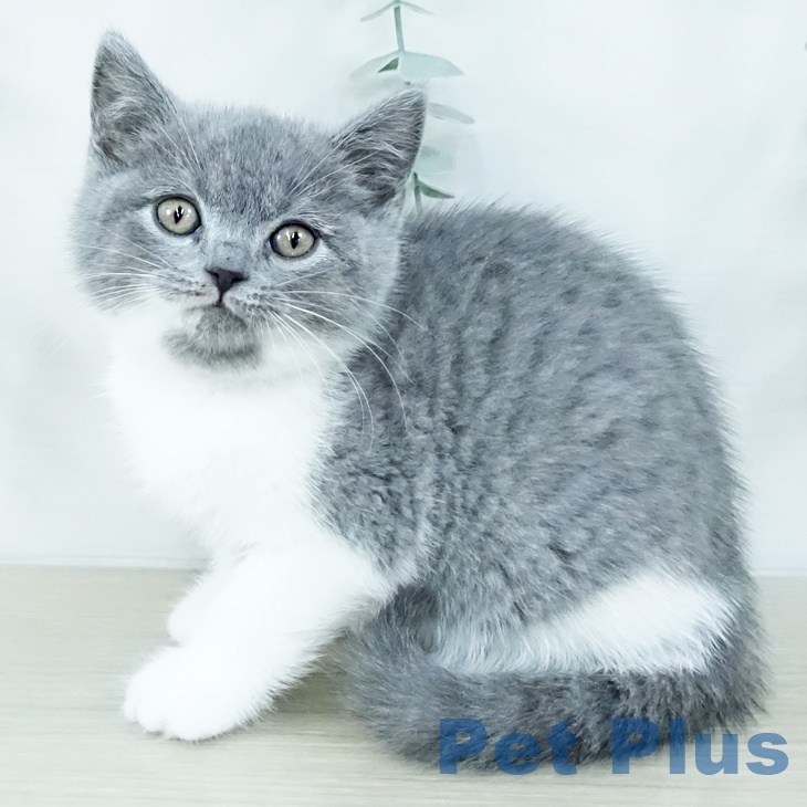 群馬県のブリティッシュショートヘアー (ペットプラス イオンモール太田店/2025年10月30日生まれ/女の子/ブルーホワイト)の子猫の2枚目の画像