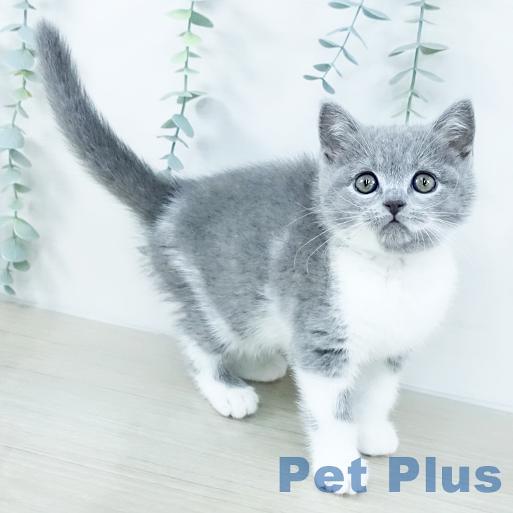 千葉県のブリティッシュショートヘアー (ペットプラス 成田店/2025年10月30日生まれ/女の子/ブルーホワイト)の子猫の1枚目の画像