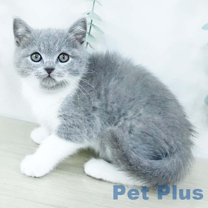千葉県のブリティッシュショートヘアー (ペットプラス 成田店/2025年10月30日生まれ/女の子/ブルーホワイト)の子猫の2枚目の画像