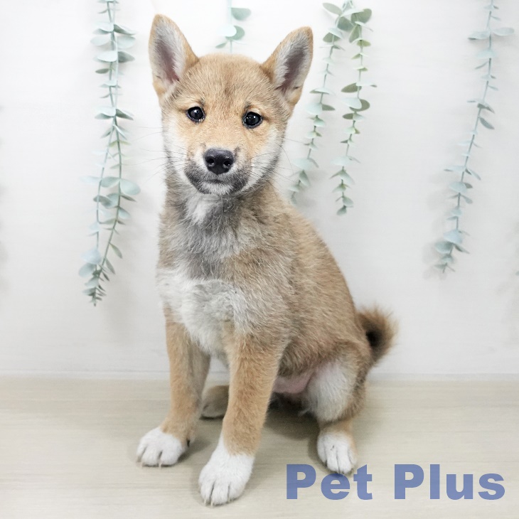 埼玉県の柴犬(標準サイズ) (ペットプラス 八潮店/2025年10月16日生まれ/男の子/赤)の子犬の1枚目の画像