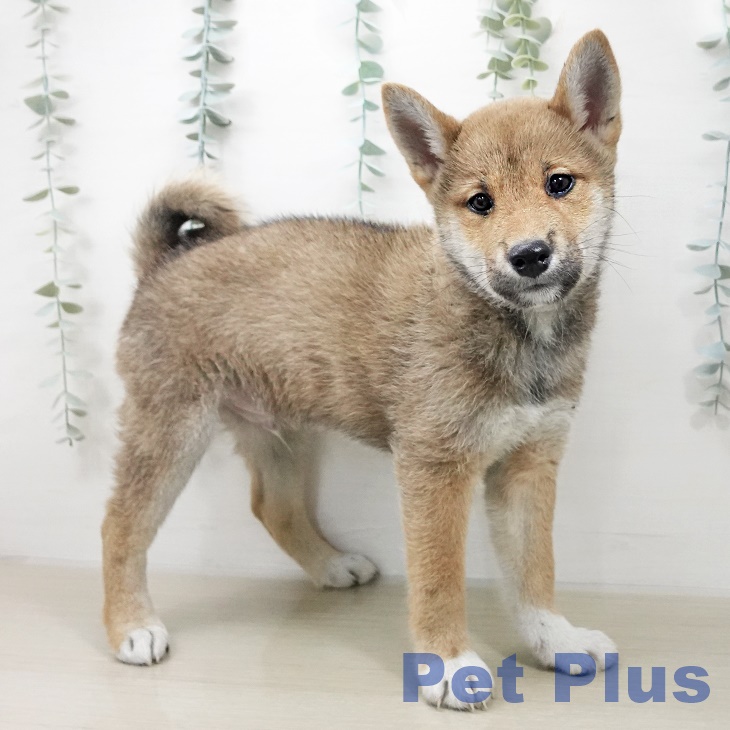 埼玉県の柴犬(標準サイズ) (ペットプラス 八潮店/2025年10月16日生まれ/男の子/赤)の子犬の2枚目の画像