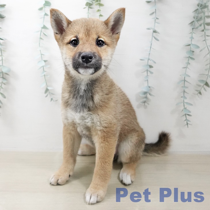 神奈川県の柴犬(標準サイズ) (ペットプラス 天王町店/2025年10月16日生まれ/女の子/赤)の子犬の1枚目の画像