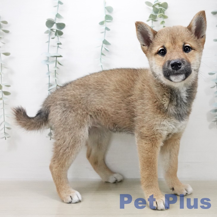 神奈川県の柴犬(標準サイズ) (ペットプラス 天王町店/2025年10月16日生まれ/女の子/赤)の子犬の2枚目の画像