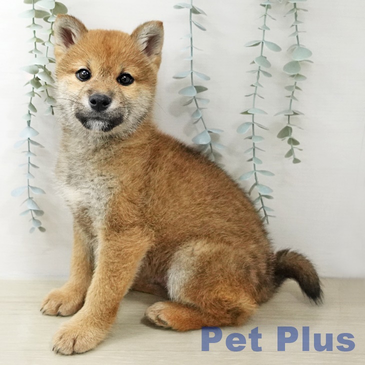 神奈川県の柴犬(標準サイズ) (ペットプラス 海老名店/2025年10月30日生まれ/男の子/赤)の子犬の1枚目の画像